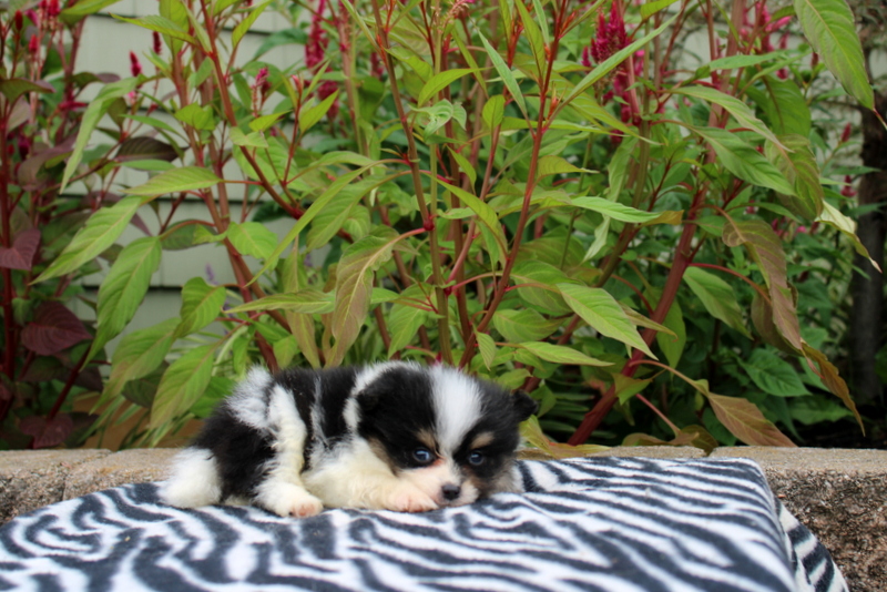 puppy, for, sale, Pomeranian, Matthew B. Stoltzfus, dog, breeder, Gap, PA, dog-breeder, puppy-for-sale, forsale, nearby, find, puppyfind, locator, puppylocator, aca